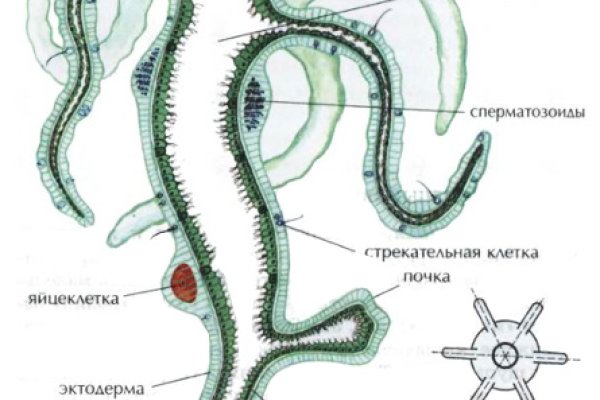 Ссылка в магазин на кракен